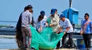 Prabowo Panen Raya Udang di Kebumen, Optimistis Indonesia Jadi Produsen Terbesar Dunia