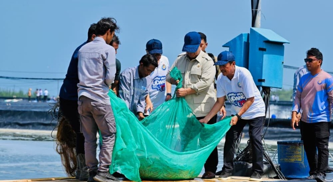 Prabowo Panen Raya Udang di Kebumen, Optimistis Indonesia Jadi Produsen Terbesar Dunia