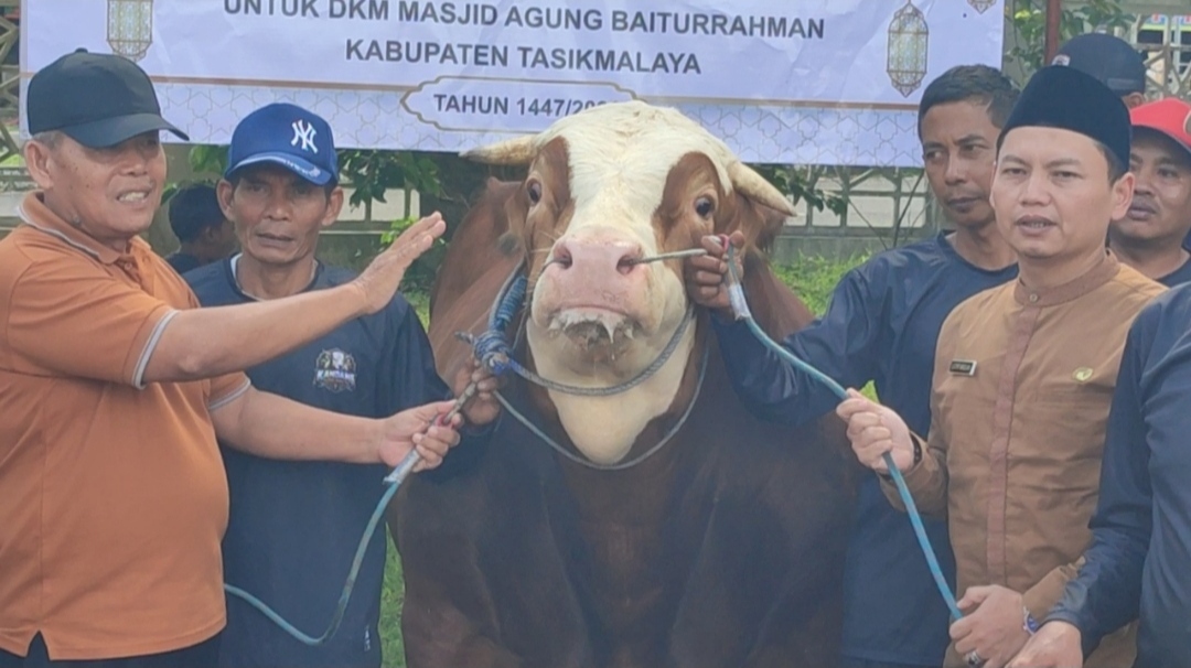 Sapi Kurban 1,2 Ton Bantuan Presiden Prabowo Tiba di Tasikmalaya