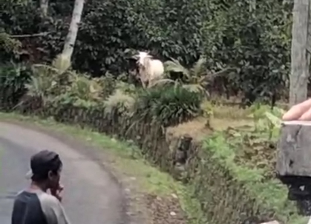 Sapi Kurban Kabur, Warga Kejar Hingga 4 Kilometer