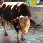 Sapi Kurban Banpres Disembelih di Kawalu Tasikmalaya