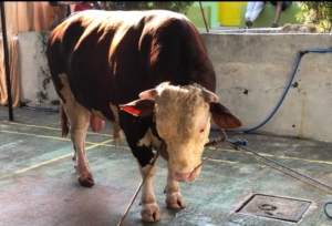 Sapi Kurban Banpres Disembelih di Kawalu Tasikmalaya