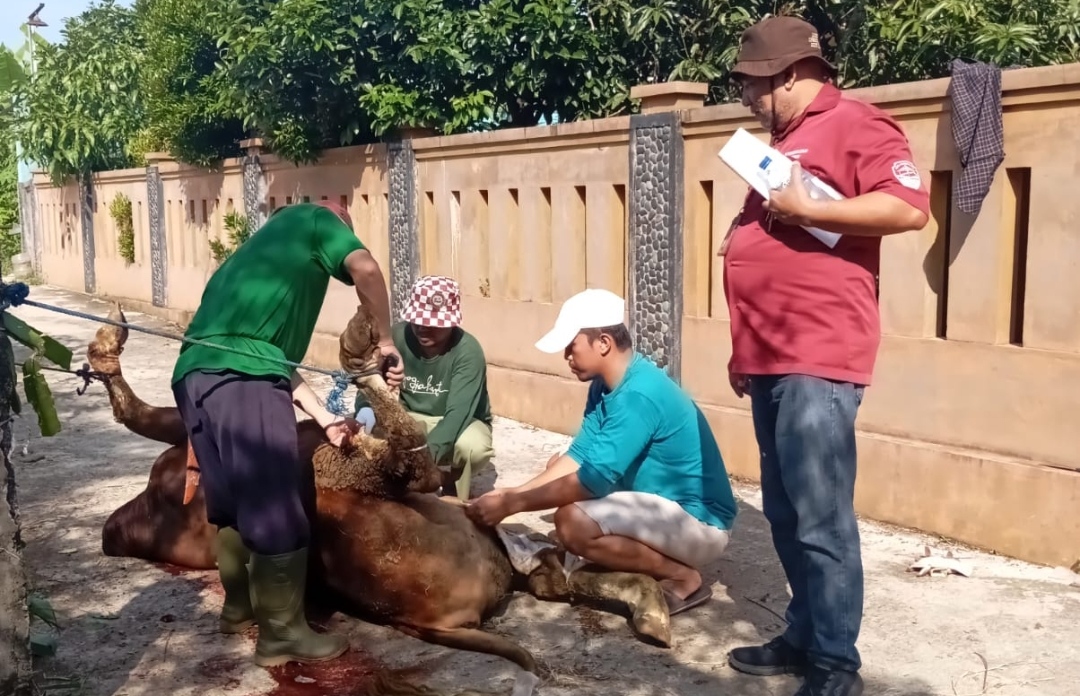 Hasil Pemeriksaan, Daging Kurban di Kota Tasikmalaya Bebas PMK dan Cacing Hati