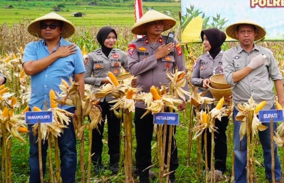 Dukung Ketahanan Pangan, Polres Tasikmalaya Monitoring Lahan Jagung di Desa Janggala