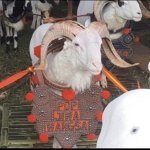 Ratusan Domba dan Kambing Bersaing di Pesta Patok Tasikmalaya