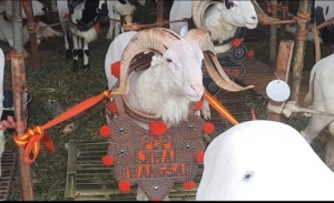 Ratusan Domba dan Kambing Bersaing di Pesta Patok Tasikmalaya