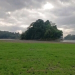 Kemarau Panjang Surutkan Air Situ Gede, Hamparan Rumput Hijau Jadi Daya Tarik Baru